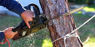 Best Lawn Pest Prevention  in Taos Pueblo, NM