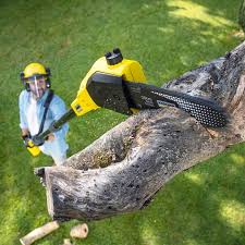 Organic Lawn Care Solutions in Taos Pueblo, NM