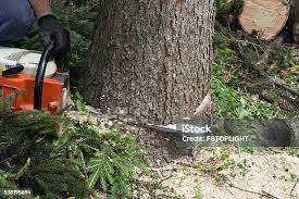 Best Tree Maintenance Programs  in Taos Pueblo, NM