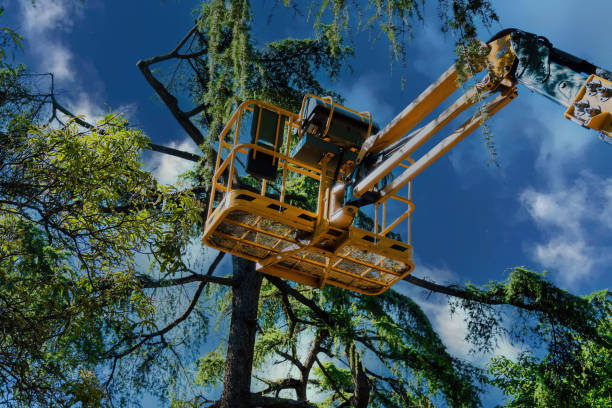 Best Tree Trimming and Pruning  in Taos Pueblo, NM