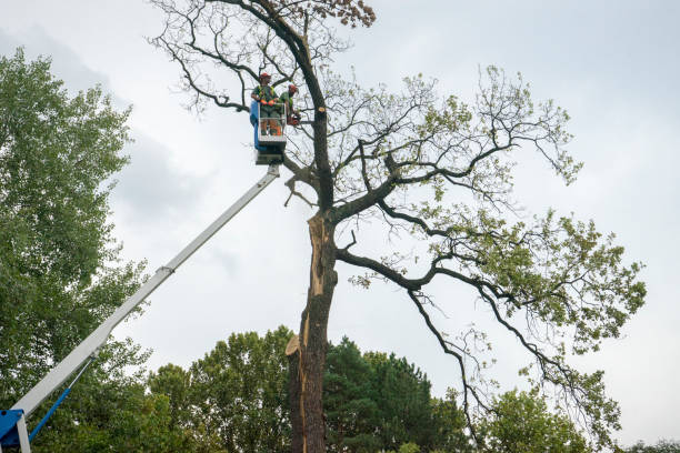 Best Tree Cabling and Bracing  in Taos Pueblo, NM