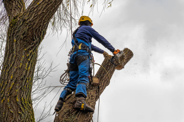 Best Firewood Processing and Delivery  in Taos Pueblo, NM