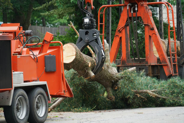 Best Lawn Watering Services  in Taos Pueblo, NM