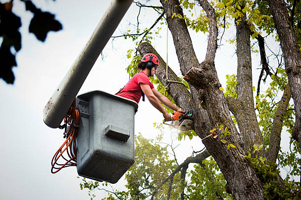 Best Tree Removal  in Taos Pueblo, NM