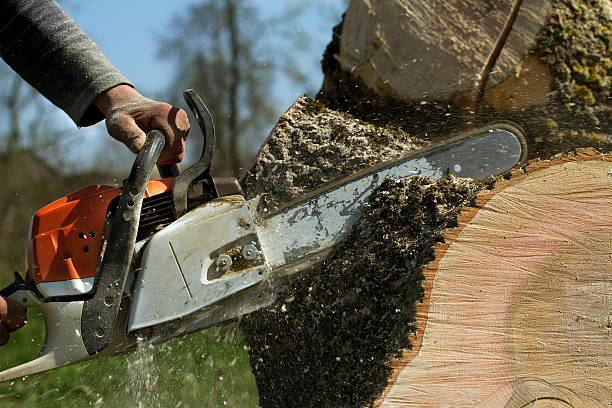 Best Pest Control for Lawns  in Taos Pueblo, NM