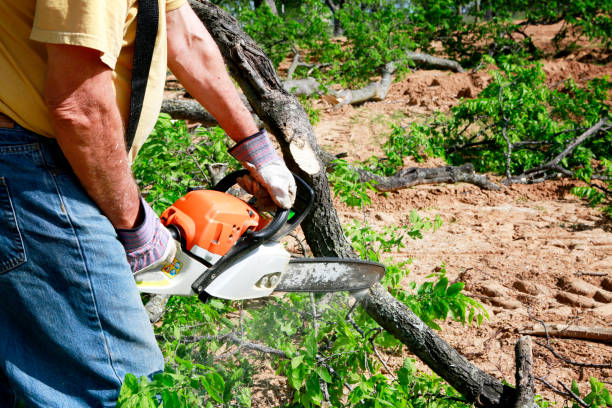 Best Hazardous Tree Removal  in Taos Pueblo, NM