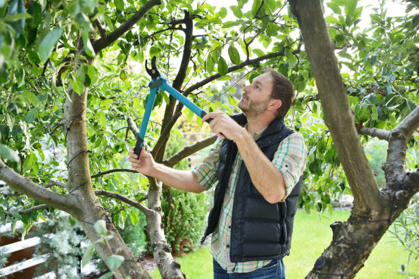 Best Tree and Shrub Care  in Taos Pueblo, NM